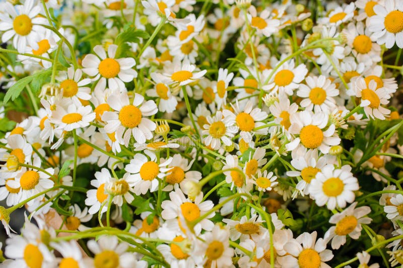 Świeżego Chamomile kwiatu biały i żółty tło