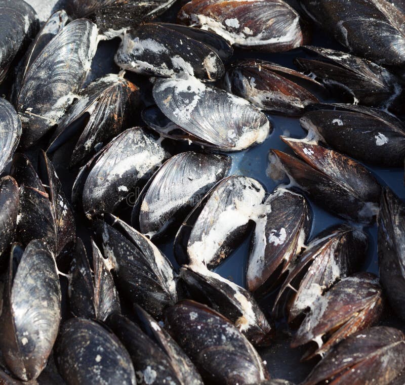 Świeżo gotujący mokrzy mussels na dennym wybrzeżu obrazy royalty free Świeżo gotujący mokrzy mussels na dennym wybrzeżu obrazy royalty free