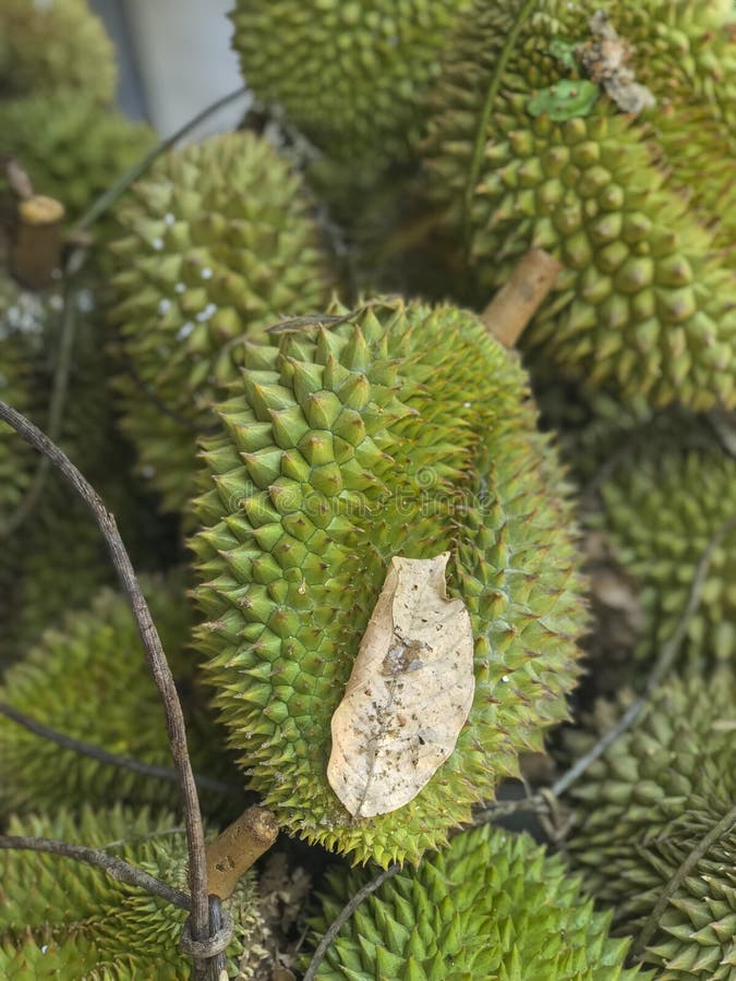 Świeżo ukradziona durian owoc od lokalnego sadu w Malezja Azjata rozważał durians jako egzotyczna owoc przez swój cukierki obraz royalty free
