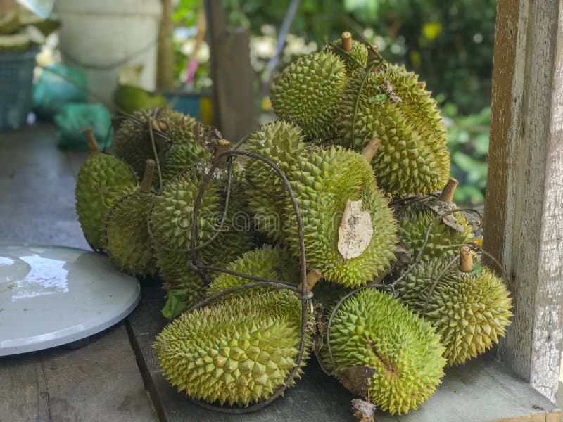 Świeżo ukradziona durian owoc od lokalnego sadu w Malezja Azjata rozważał durians jako egzotyczna owoc przez swój cukierki obrazy stock