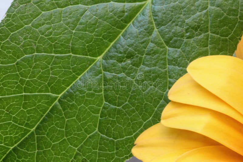 Yellow gerber daisy on a bold and beautiful large fresh leaf that can be used for background type perfect for any design and layout. This yellow daisy symbolizes a gentle nature and represents innocence, simplicity, cheerfulness, sympathy and a newborn baby. Yellow gerber daisy on a bold and beautiful large fresh leaf that can be used for background type perfect for any design and layout. This yellow daisy symbolizes a gentle nature and represents innocence, simplicity, cheerfulness, sympathy and a newborn baby.