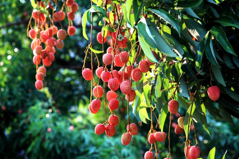 Świeży Lychee w sadzie Północny Thailand (Lichi) zdjęcia stock Świeży Lychee w sadzie Północny Thailand (Lichi) zdjęcia stock