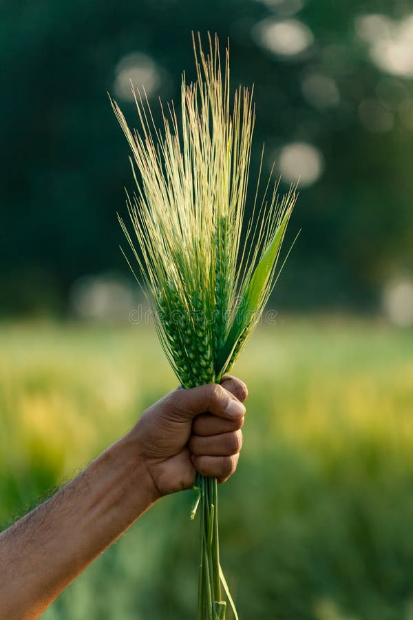 Świeży organicznie zielony pszeniczny ucho w uprawy polu zdjęcia stock Świeży organicznie zielony pszeniczny ucho w uprawy polu zdjęcia stock