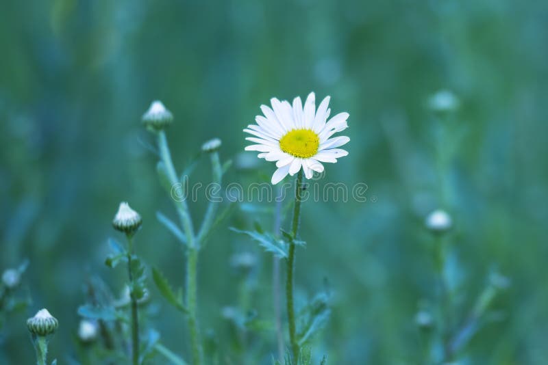 Świeży Oxeye stokrotki tło zdjęcia royalty free Świeży Oxeye stokrotki tło zdjęcia royalty free