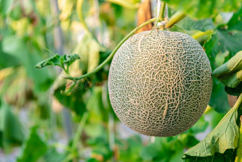 Świeży zielony melon lub kantalupa melon w organicznie melonu gospodarstwa rolnego plantacji zdjęcia royalty free Świeży zielony melon lub kantalupa melon w organicznie melonu gospodarstwa rolnego plantacji zdjęcia royalty free