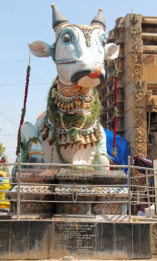 Święta krowa blisko Sri Meenakshi Amman świątyni zdjęcia stock Święta krowa blisko Sri Meenakshi Amman świątyni zdjęcia stock