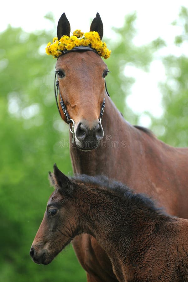 Mare with foal graze in a meadow in the summer. Mare with foal graze in a meadow in the summer