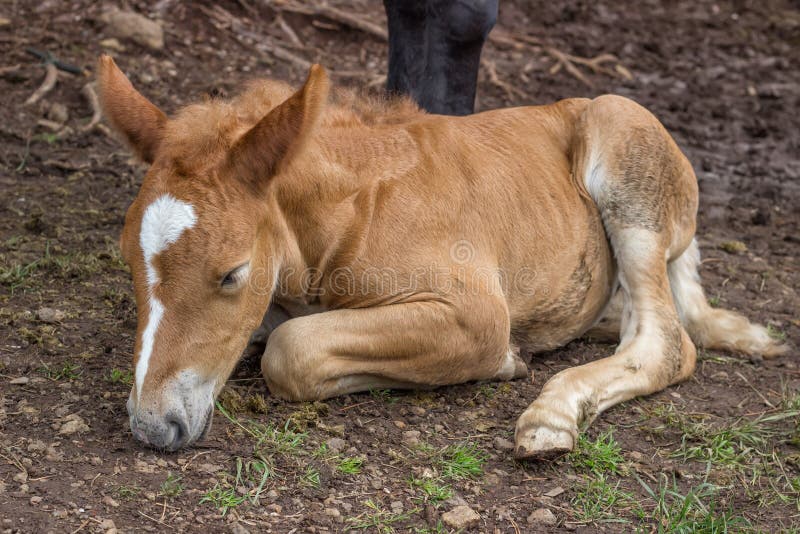 Foal sleeping and secure under his mom leg. The bond between a foal and its mother is extremely strong and in the early weeks after the foal’s birth they are inseparable. Foal sleeping and secure under his mom leg. The bond between a foal and its mother is extremely strong and in the early weeks after the foal’s birth they are inseparable.