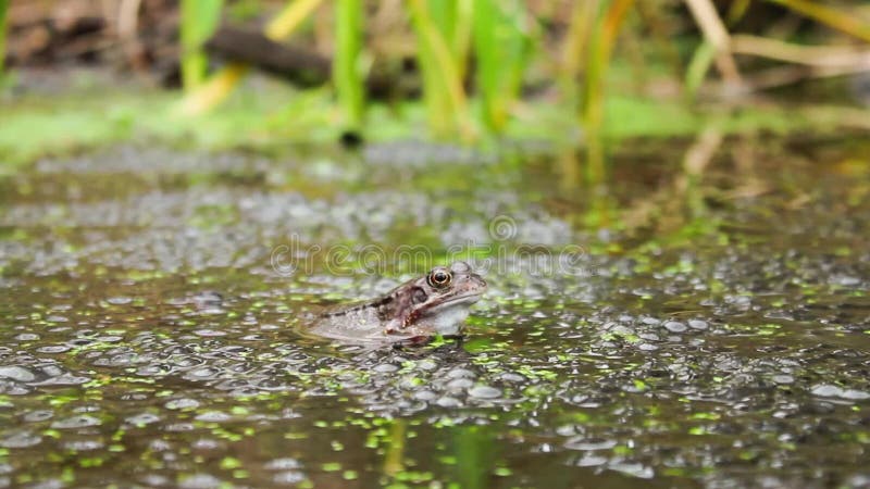 Żaba bąka w stawie z żabą