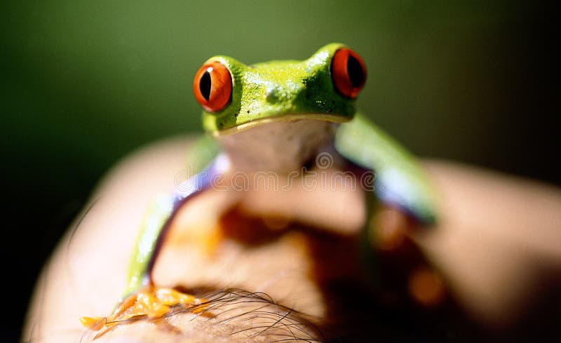 żaby zielone oko czerwony