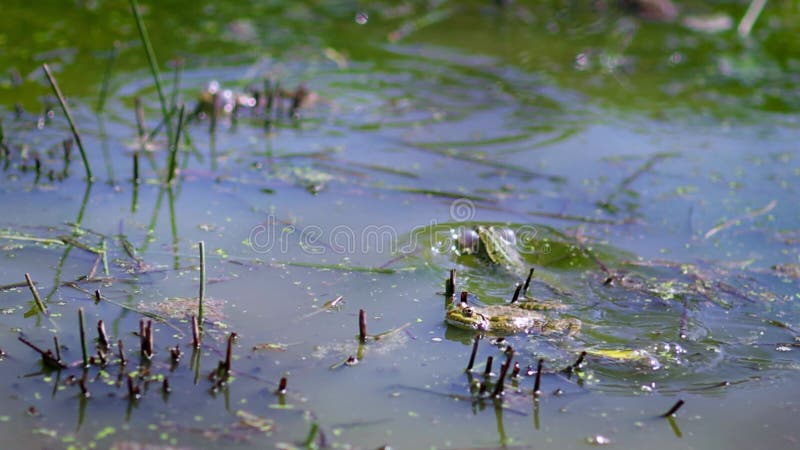 żaby zwyczajne grzęzły w wodzie stawowej w sezonie tarła. żaba pospolita. z dźwiękiem