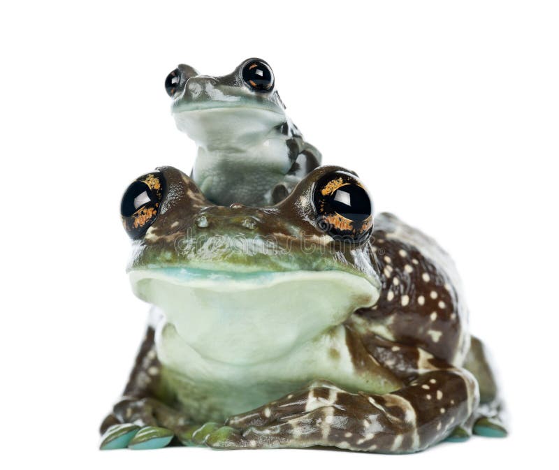Żeńska amazonki mleka żaba z potomstwami, Trachycephalus resinifictrix zdjęcie stock Żeńska amazonki mleka żaba z potomstwami, Trachycephalus resinifictrix zdjęcie stock