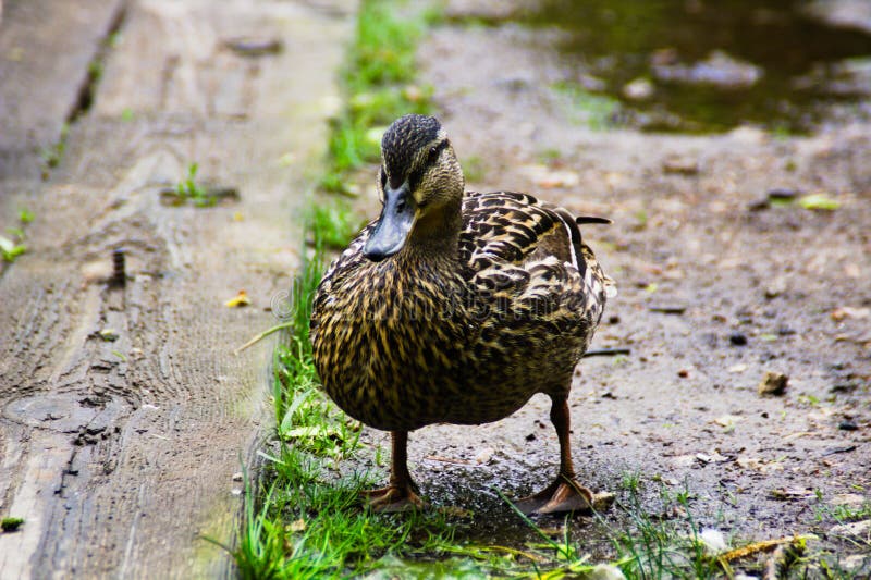 Żeńska gruba mallard kaczka zdjęcia royalty free Żeńska gruba mallard kaczka zdjęcia royalty free