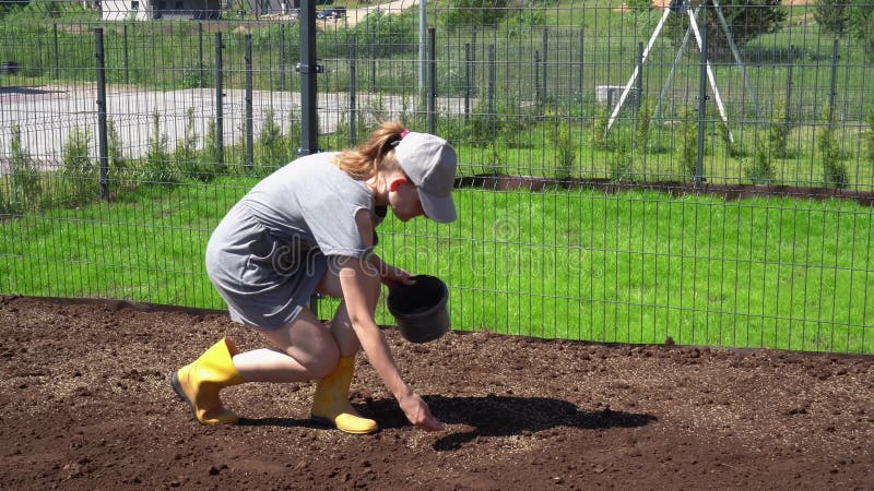 Żeńska ogrodniczka wręcza wysiewnemu flancowaniu nowych trawa gazonu ziarna w domowym jardzie