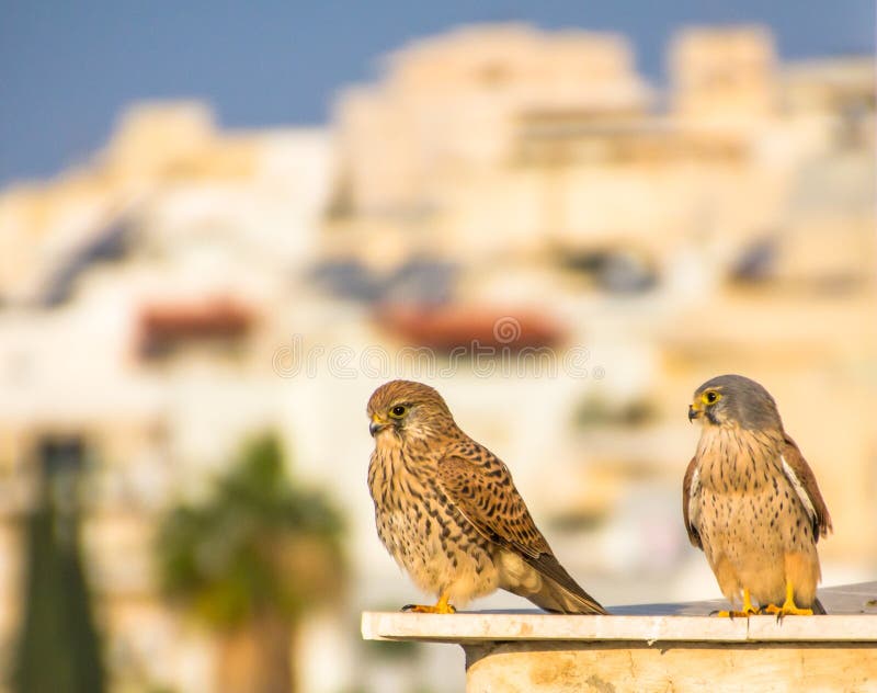 Żeński i męski pospolity kestrel Falco tinnunculus obraz royalty free Żeński i męski pospolity kestrel Falco tinnunculus obraz royalty free