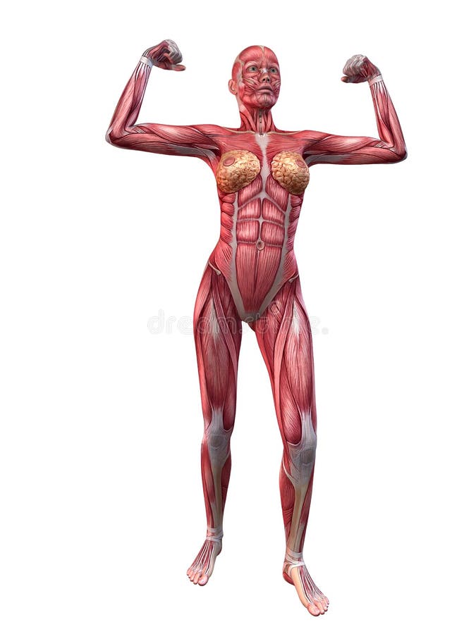 żeński mięśniowy system
