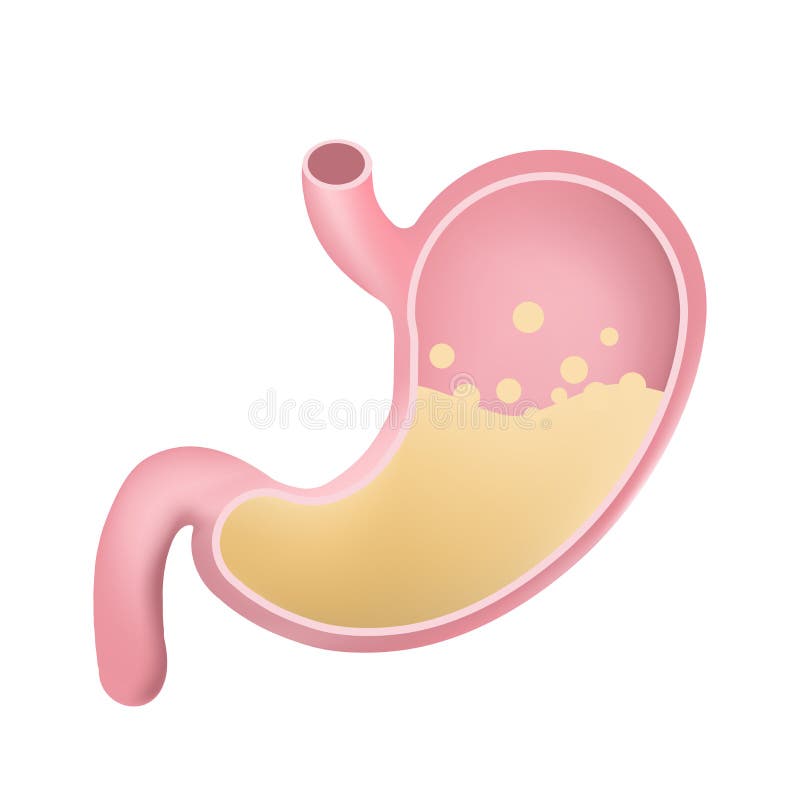 Żołądek ikona Ludzki wewnętrznych organów symbol Trawiennego systemu anatomia Wektorowa ilustracja w mieszkanie stylu odizolowywa royalty ilustracja Żołądek ikona Ludzki wewnętrznych organów symbol Trawiennego systemu anatomia Wektorowa ilustracja w mieszkanie stylu odizolowywa royalty ilustracja