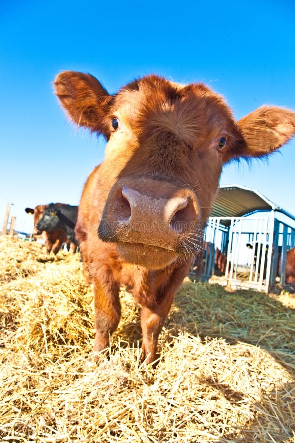 Mouth of friendly cattle on straw with blue sky. Mouth of friendly cattle on straw with blue sky