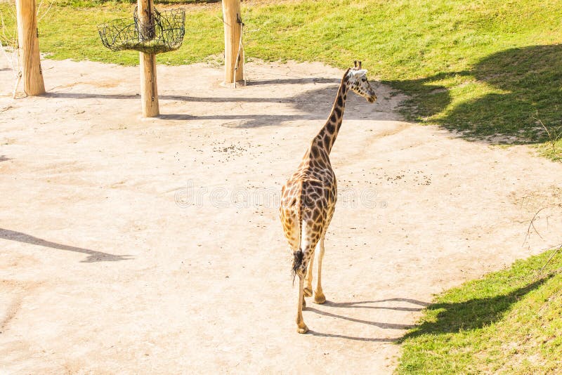 Żyrafa w zoo safari parku Piękni przyrod zwierzęta na pogodnym ciepłym dniu obrazy stock Żyrafa w zoo safari parku Piękni przyrod zwierzęta na pogodnym ciepłym dniu obrazy stock