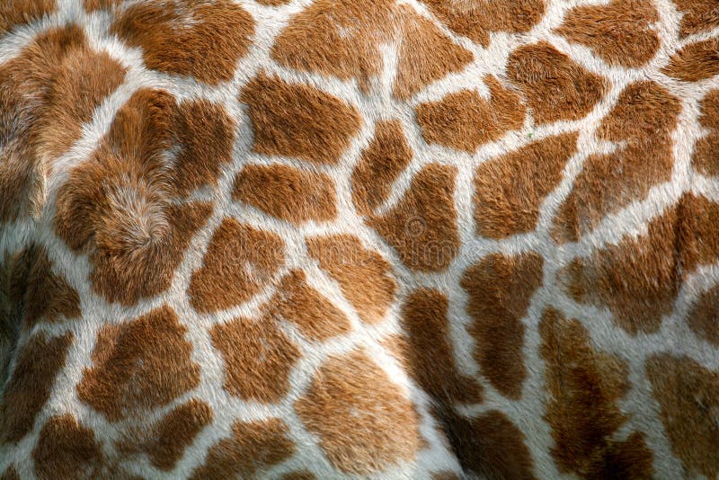 Textured skin of giraffe, background. Textured skin of giraffe, background