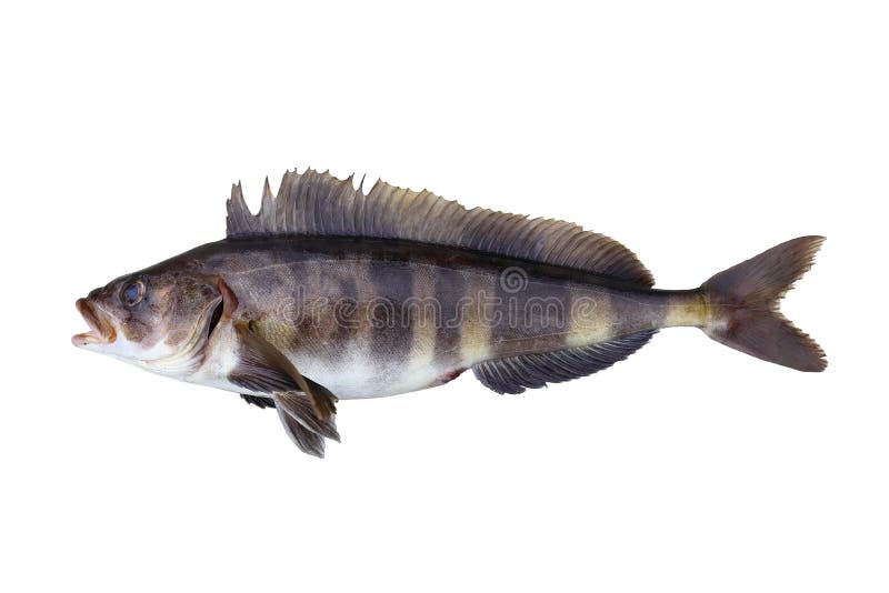 Żywe makrele Atka Pleurogrammus monopterygius, ryby Kitano-hokke odizolowane na białym tle Żywe świeże, surowe ryby pyszne