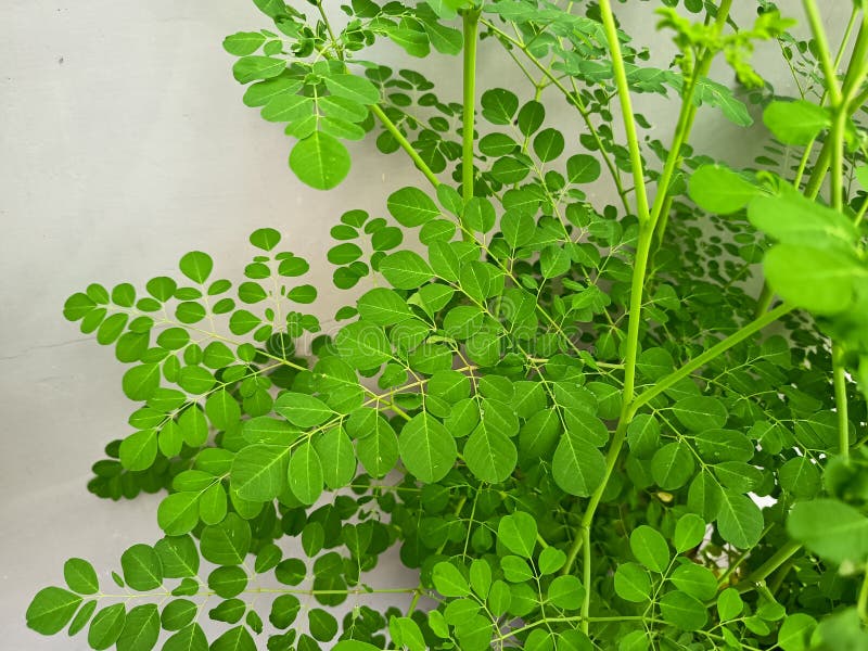 Żywe zielone liście Moringa oleifera. zdjęcia royalty free