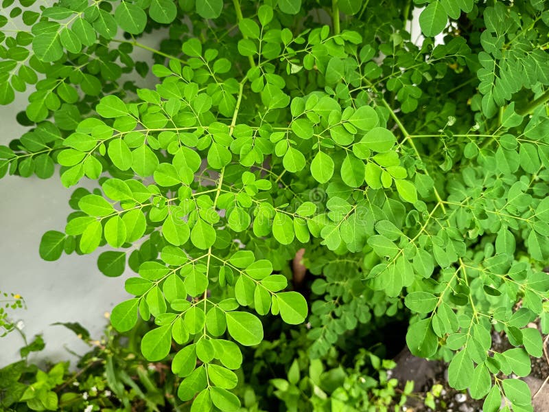 Żywe zielone liście Moringa oleifera. fotografia stock