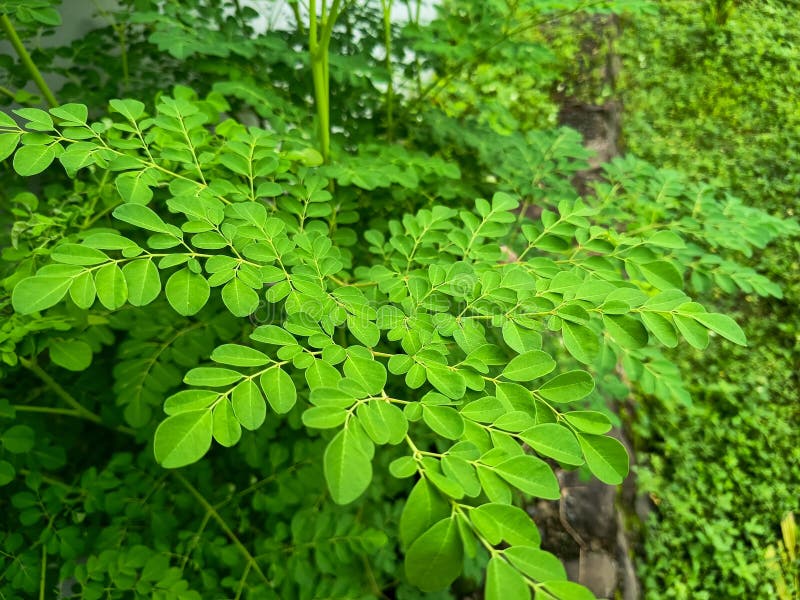 Żywe zielone liście Moringa oleifera. fotografia stock
