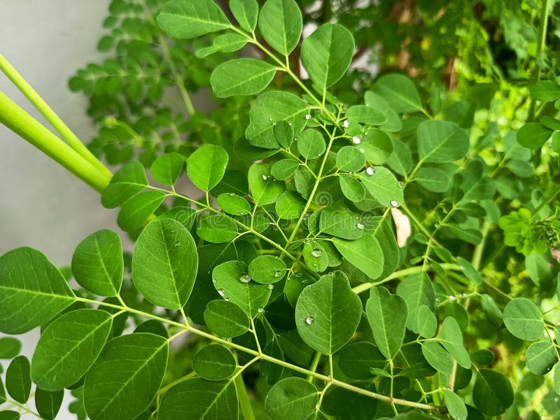 Żywe zielone liście Moringa oleifera. fotografia royalty free