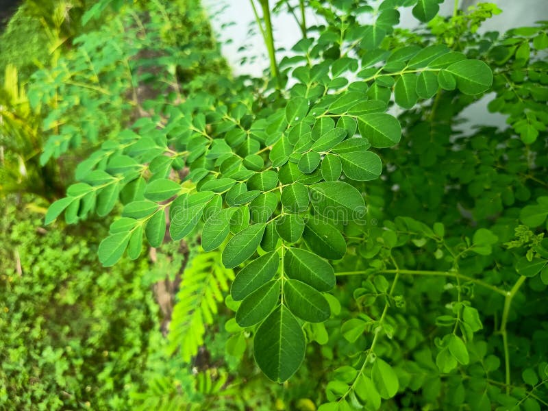 Żywe zielone liście Moringa oleifera. obraz royalty free