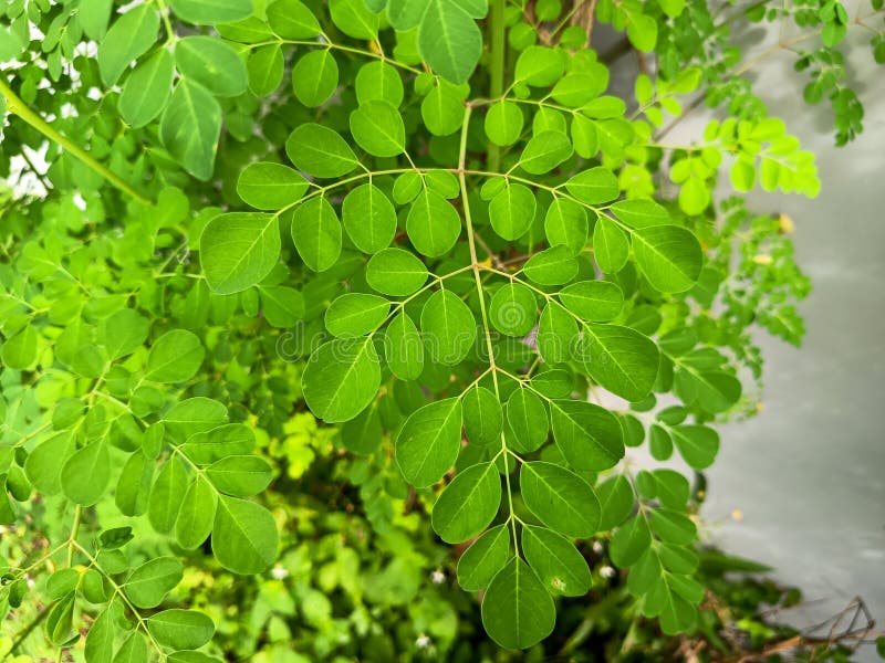 Żywe zielone liście Moringa oleifera. obrazy royalty free