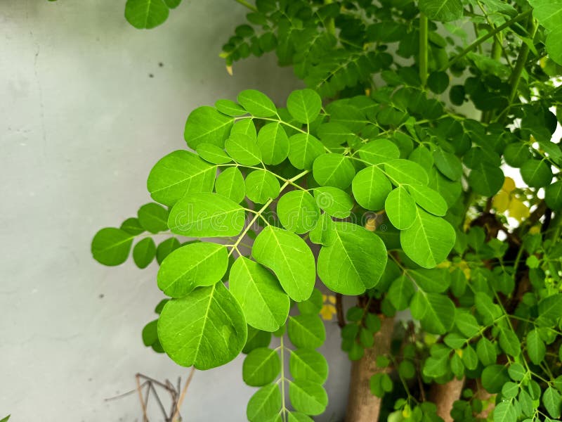 Żywe zielone liście Moringa oleifera. obraz royalty free