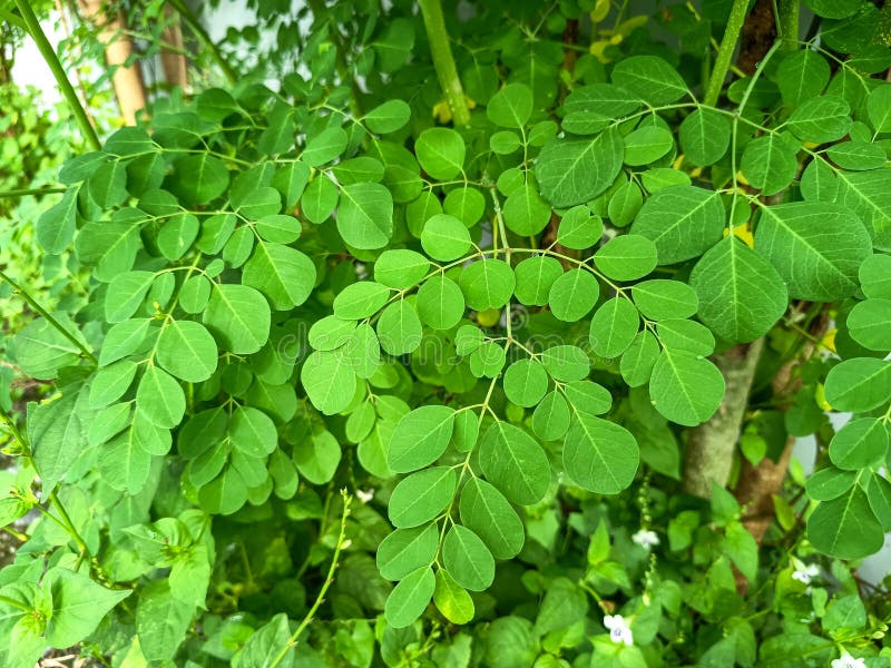 Żywe zielone liście Moringa oleifera. fotografia stock