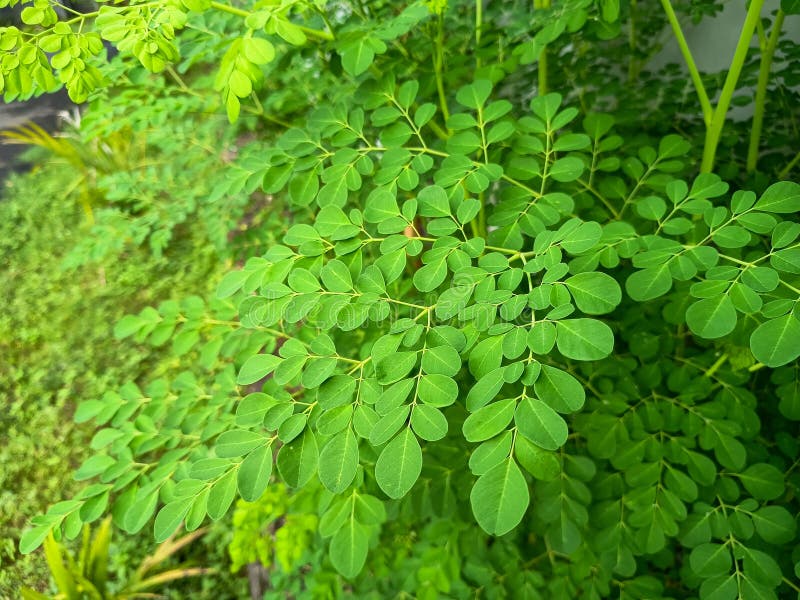 Żywe zielone liście Moringa oleifera. fotografia stock