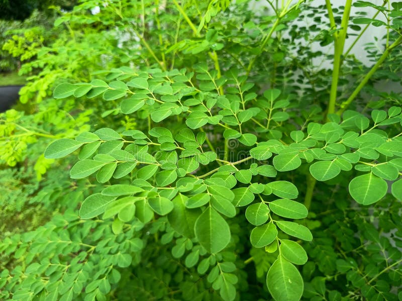 Żywe zielone liście Moringa oleifera. obraz stock