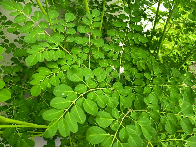 Żywe zielone liście Moringa oleifera. fotografia stock