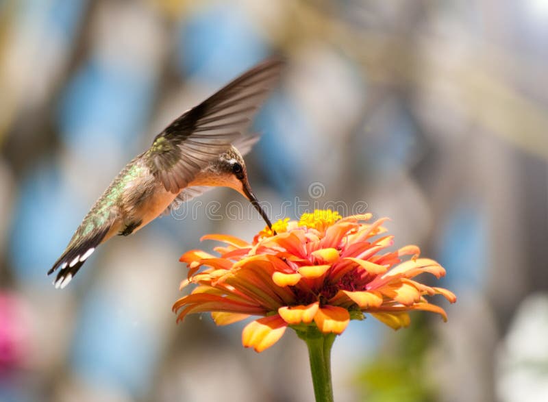 Male Hummingbird hovering and feeding on a bright flower in a summer garden. Male Hummingbird hovering and feeding on a bright flower in a summer garden
