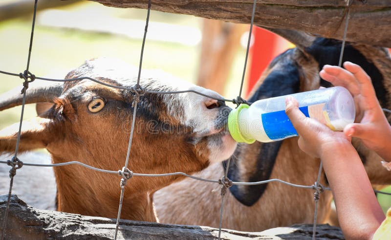 Żywieniowy mleko kózka obrazy stock
