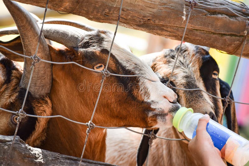 Żywieniowy mleko kózka zdjęcia stock