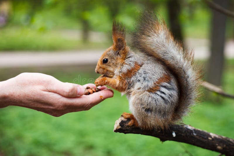 Żywieniowy squirell w zieleń parku plenerowym obraz royalty free