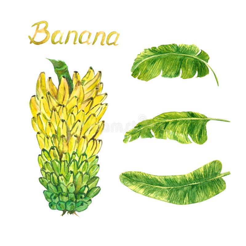 Żółci banana pozioma wiązki reklamy liście ilustracji Żółci banana pozioma wiązki reklamy liście ilustracji