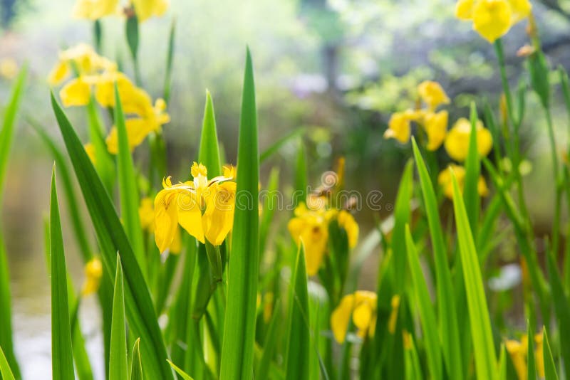 Żółci daffodils obok stawu fotografia royalty free Żółci daffodils obok stawu fotografia royalty free