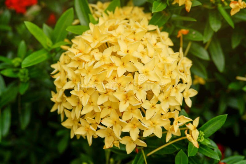 Żółci ixora kwiaty na Naturalnym zieleń ogródzie zdjęcie stock Żółci ixora kwiaty na Naturalnym zieleń ogródzie zdjęcie stock
