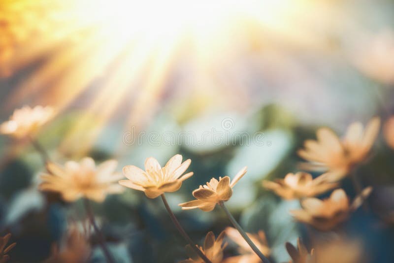 Żółci mali kwiaty przy zmierzchu światłem, dzika plenerowa natura fotografia royalty free