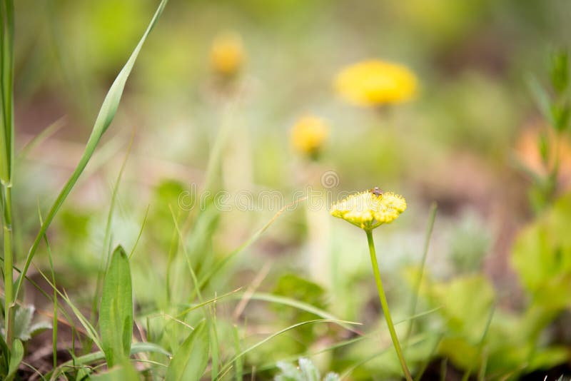 Żółci Wildflowers w Skalistej góry parku narodowym obrazy royalty free Żółci Wildflowers w Skalistej góry parku narodowym obrazy royalty free