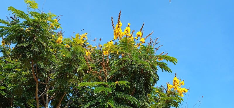 żółcień żółta gulmohar zdjęcia royalty free