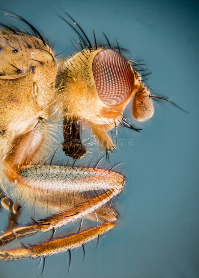 Żółta Gnojowa komarnica, Scathophaga stercoraria obrazy stock Żółta Gnojowa komarnica, Scathophaga stercoraria obrazy stock