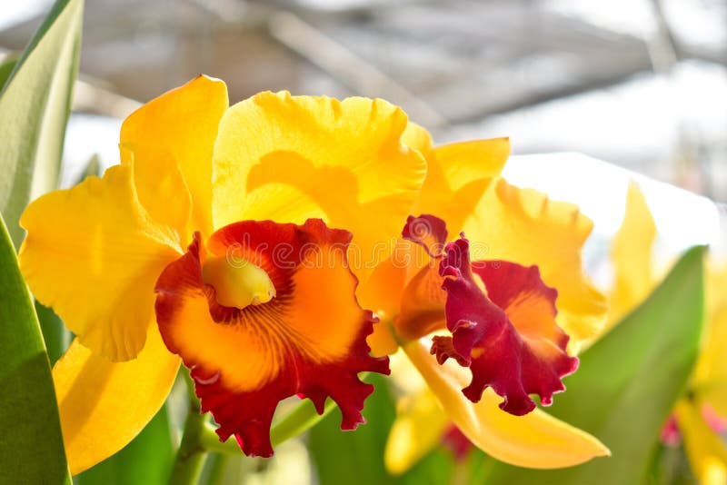 Żółte Cattleya orchidee Światło słoneczne w ranku robi ciebie czuć odświeża obraz royalty free Żółte Cattleya orchidee Światło słoneczne w ranku robi ciebie czuć odświeża obraz royalty free