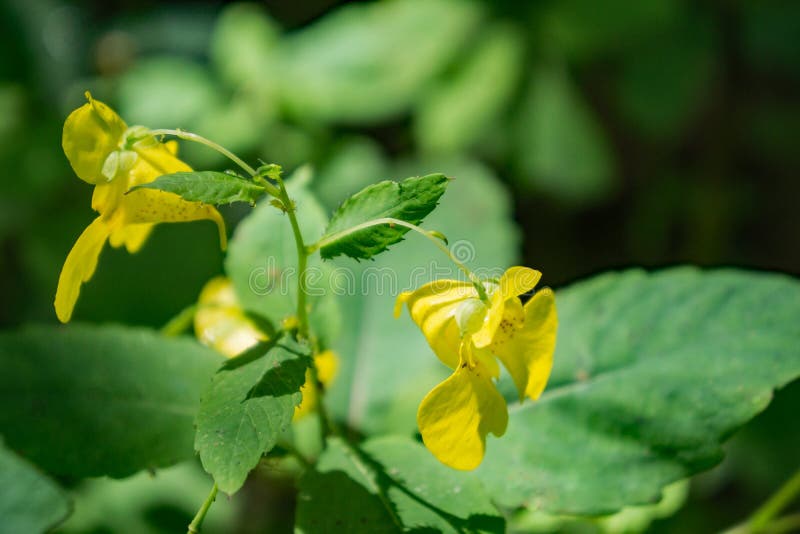 Żółtego Jewelweed †'Impatiens pallida zdjęcia stock Żółtego Jewelweed †'Impatiens pallida zdjęcia stock
