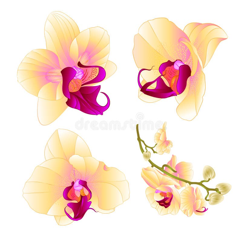 Żółtego Storczykowego Phalaenopsis kwiatu piękny zbliżenie ustawia trzy rocznika na białego tła wektorowy ilustracyjny editable royalty ilustracja Żółtego Storczykowego Phalaenopsis kwiatu piękny zbliżenie ustawia trzy rocznika na białego tła wektorowy ilustracyjny editable royalty ilustracja